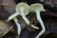 Hygrophorus discoxanthus image