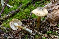 Inocybe coelestium image