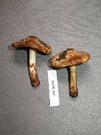 Inocybe dulciolens image