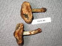 Inocybe dulciolens image