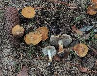 Inocybe lanatodisca image