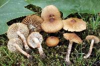 Inocybe curvipes image