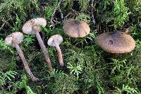 Inocybe soluta image