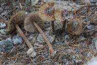 Inocybe asterospora image