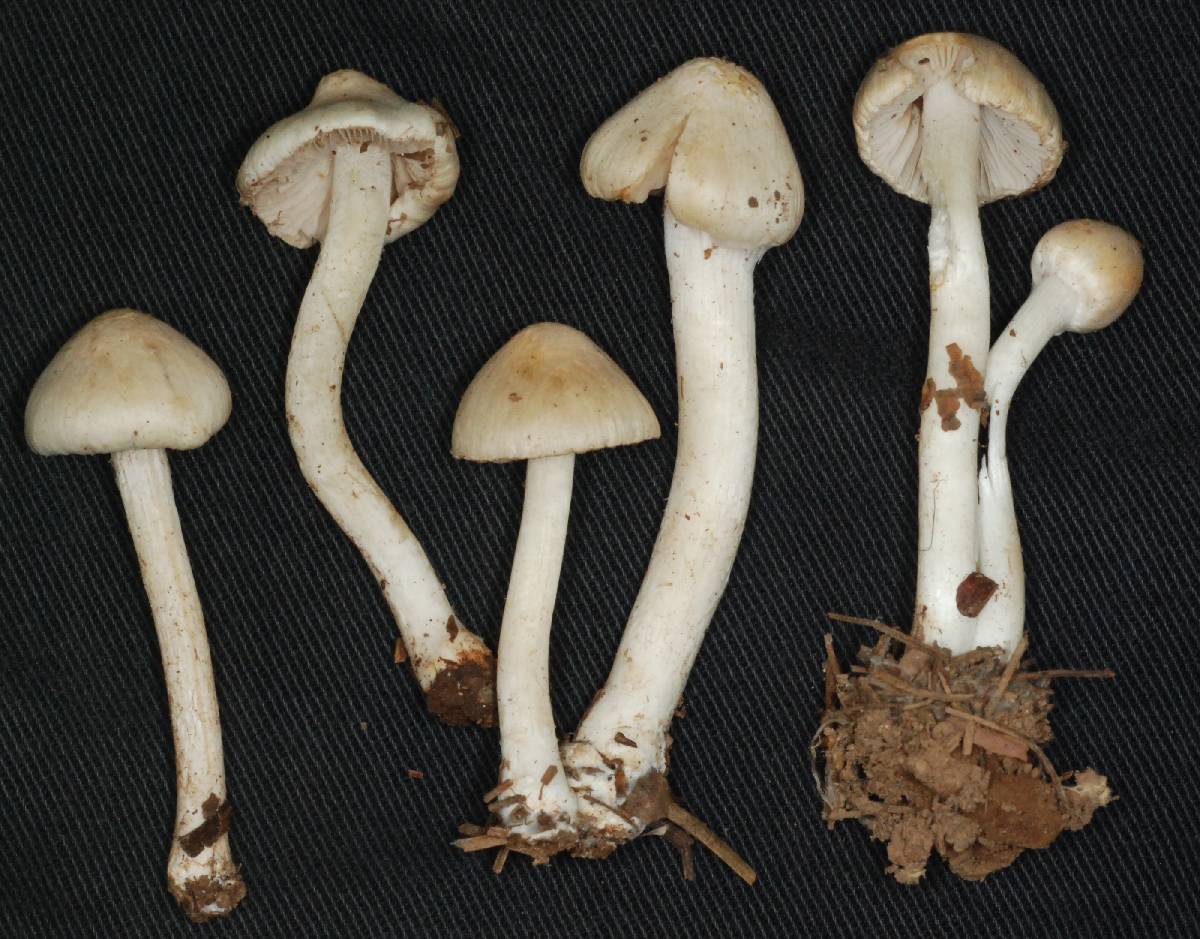 Inocybe sambucella image