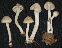 Inocybe sambucella image