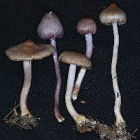 Inocybe pallidicremea image