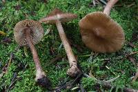 Inocybe napipes image