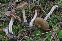 Inocybe nemorosa image