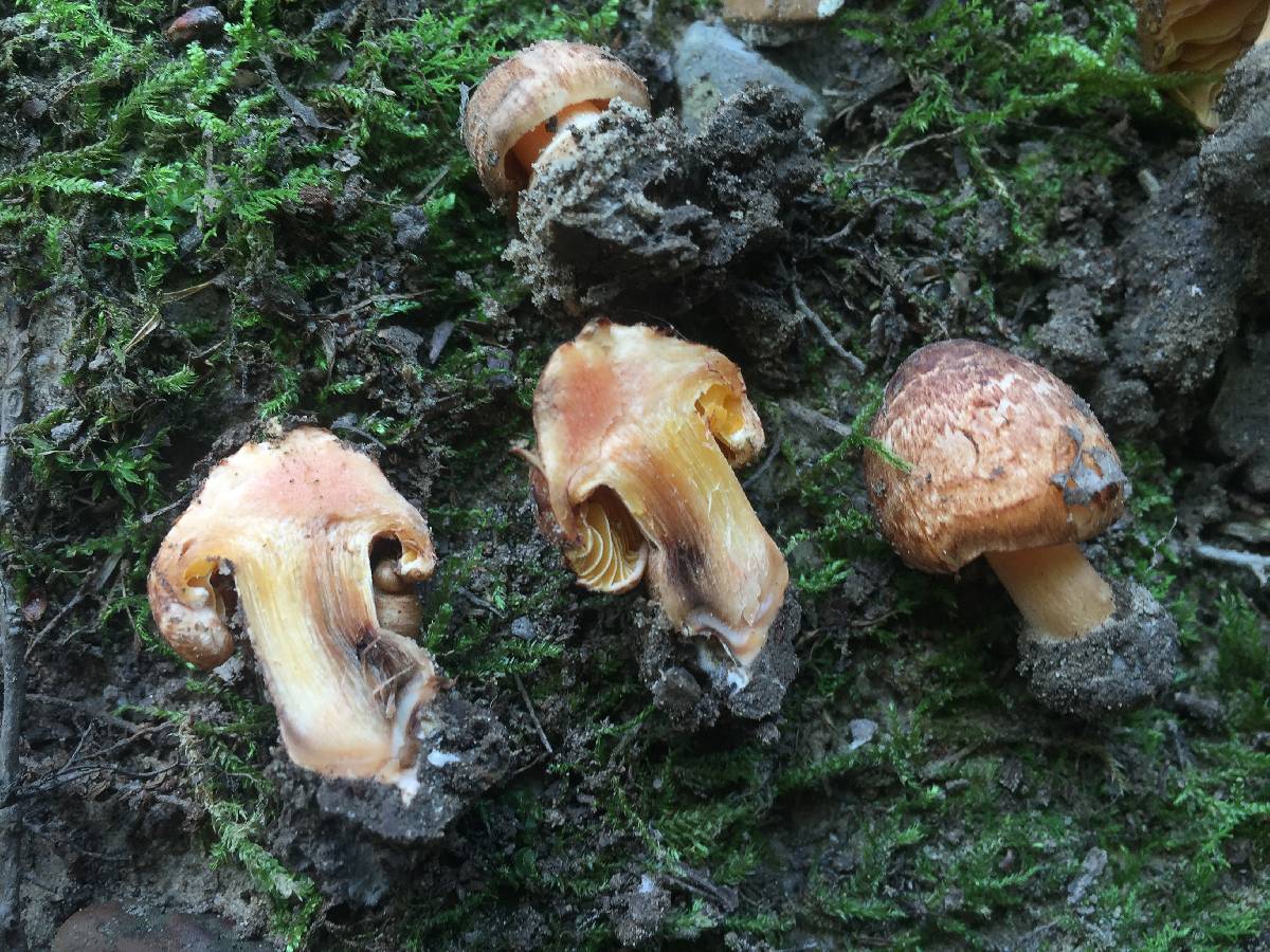 Inocybe neotropicalis image