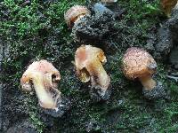 Inocybe neotropicalis image