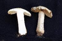 Inocybe niveivelata image