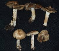 Inocybe subconnexa image