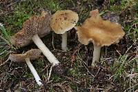 Inocybe rimosoides image