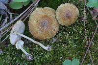 Inocybe straminipes image