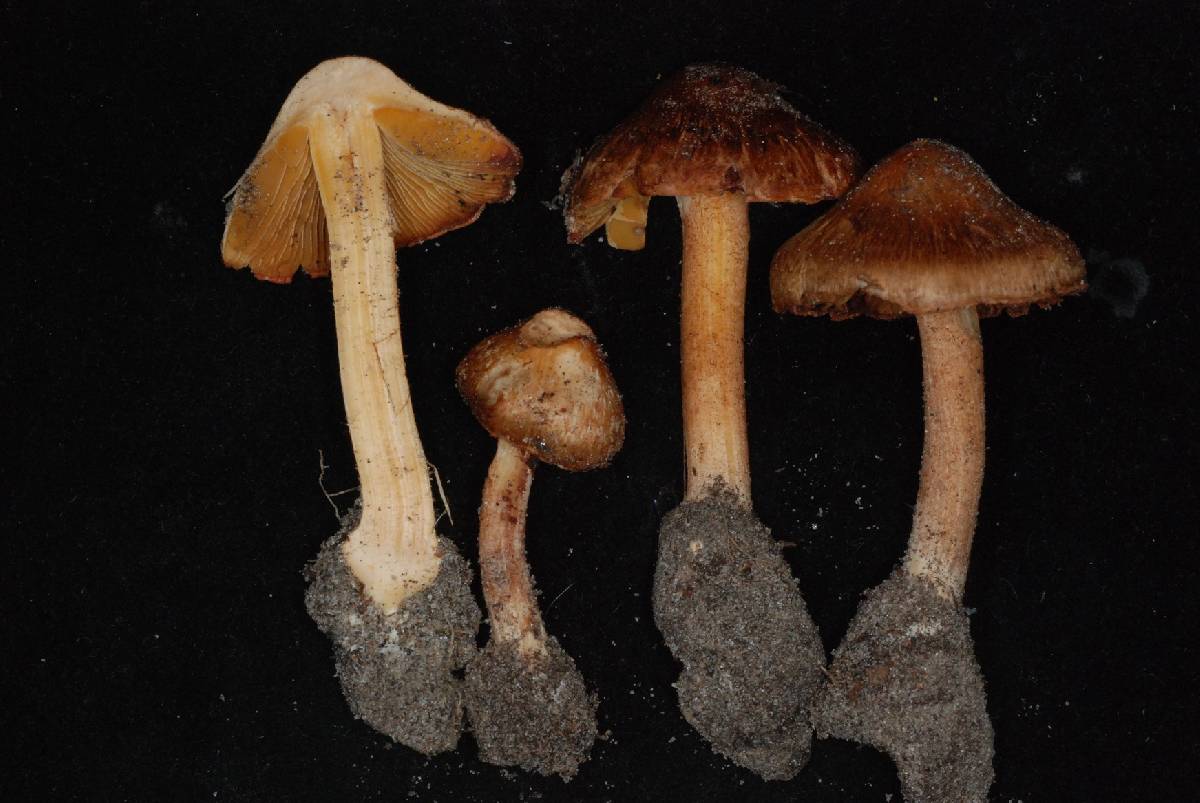 Inocybe neotropicalis image