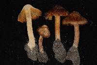 Inocybe neotropicalis image