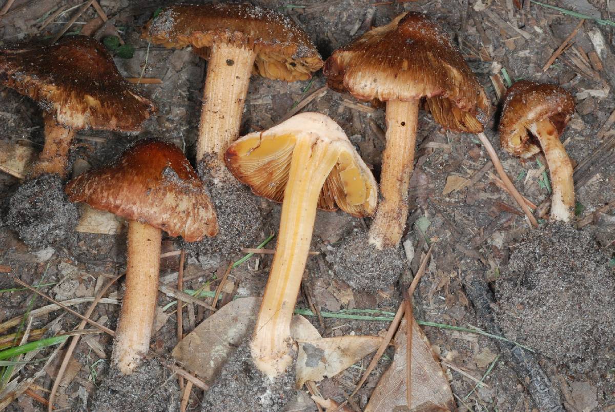 Inocybe neotropicalis image