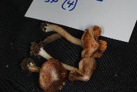 Inocybe lanatodisca image