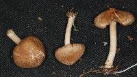 Inocybe plurabellae image