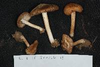 Inocybe candidipes image