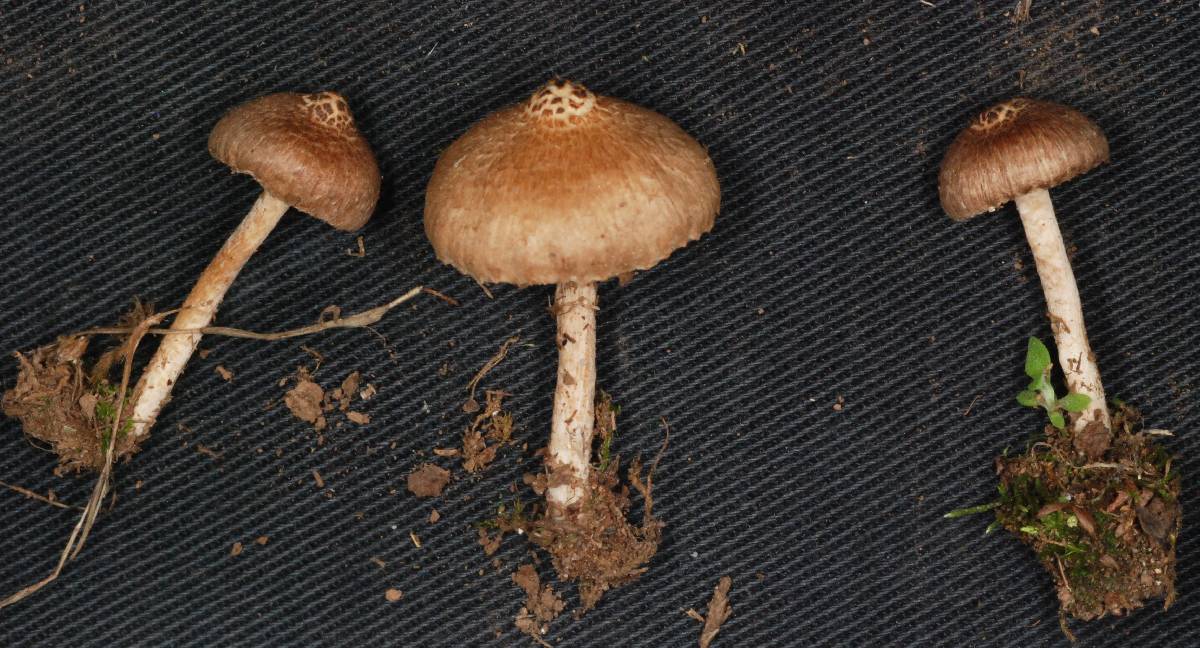 Inocybe laurina image