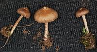 Inocybe laurina image