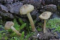 Inocybe ventricosa image