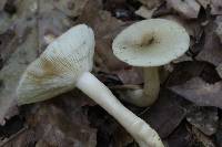 Lactarius cinereus image