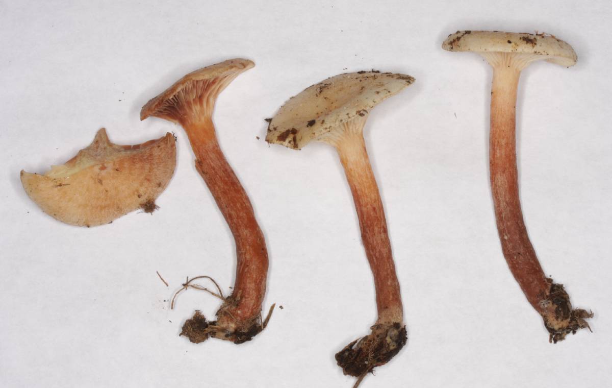 Lactarius colorascens image