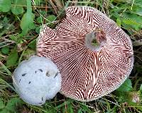 Lactarius paradoxus image