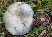 Lactarius paradoxus image