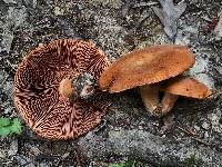 Lactarius peckii image