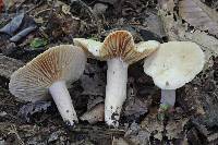 Lactarius subplinthogalus image