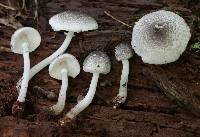 Lepiota phaeosticta image