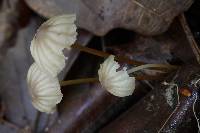 Marasmius decipiens image