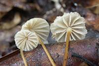 Marasmius decipiens image