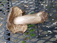 Megacollybia rodmani image