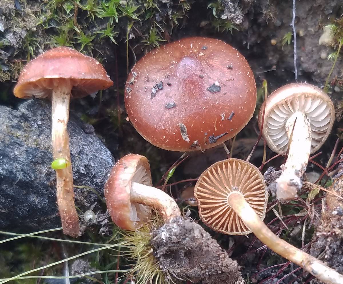 Pholiota castanea image