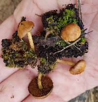 Pholiota highlandensis image