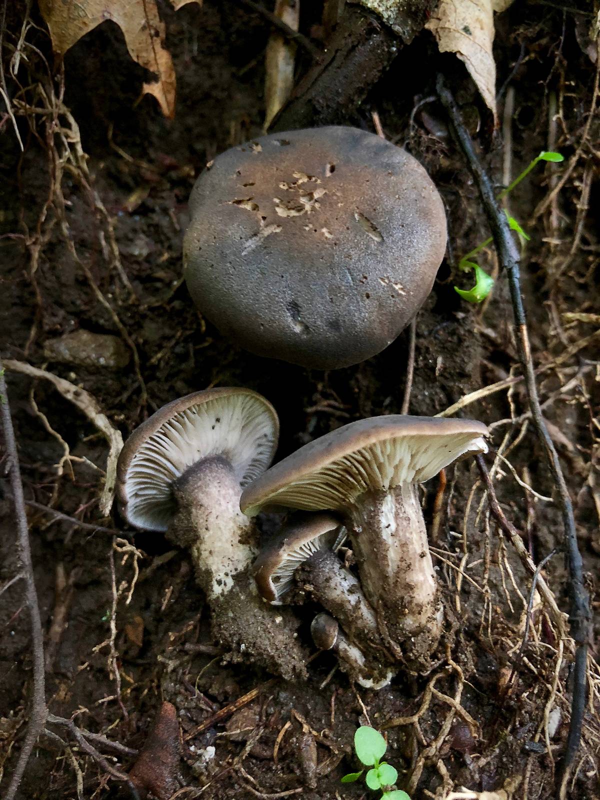 Pseudotricholoma image