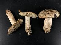 Tricholoma huronense image