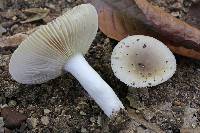 Russula pectinatoides image