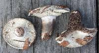 Russula michiganensis image