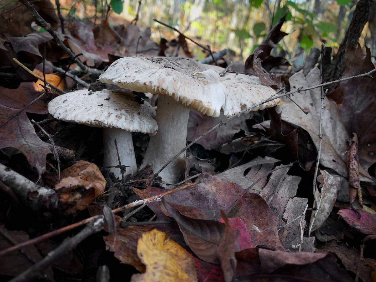 Tricholoma huronense image