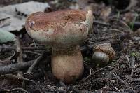 Tylopilus badiceps image