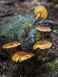 Xeromphalina tenuipes image