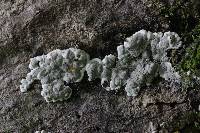 Kretzschmaria deusta image