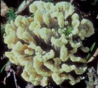 Thelephora vialis image