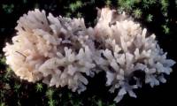 Tremella reticulata image